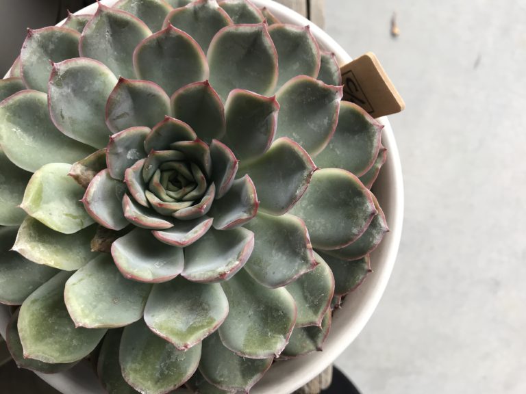 Image with missing alt attribute found on sonomamag.com