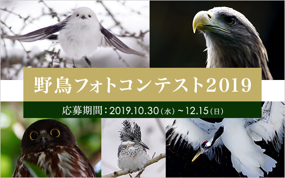 αcafe 野鳥オープンフォトコンテスト