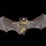 Bat Spirit Animal