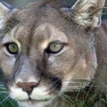 Cougar Spirit Animal