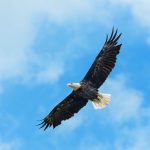 Eagle Spirit Animal