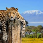 Jaguar Spirit Animal