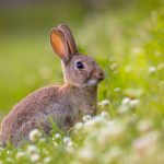 Rabbit Spirit Animal