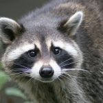 Raccoon Spirit Animal