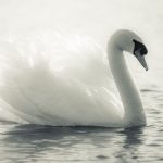Swan Spirit Animal