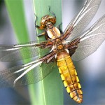 Odonata - Libellule