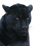 Panther Spirit Animal