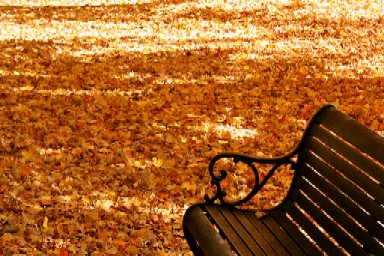 Fall wooden park Bench