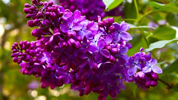 Image with missing alt attribute found on supersadovnik.ru