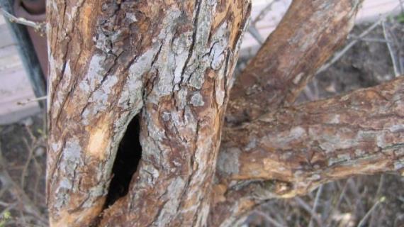 Image with missing alt attribute found on supersadovnik.ru