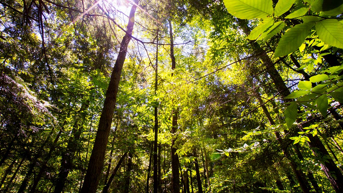 Image with missing alt attribute found on tcenergy.com