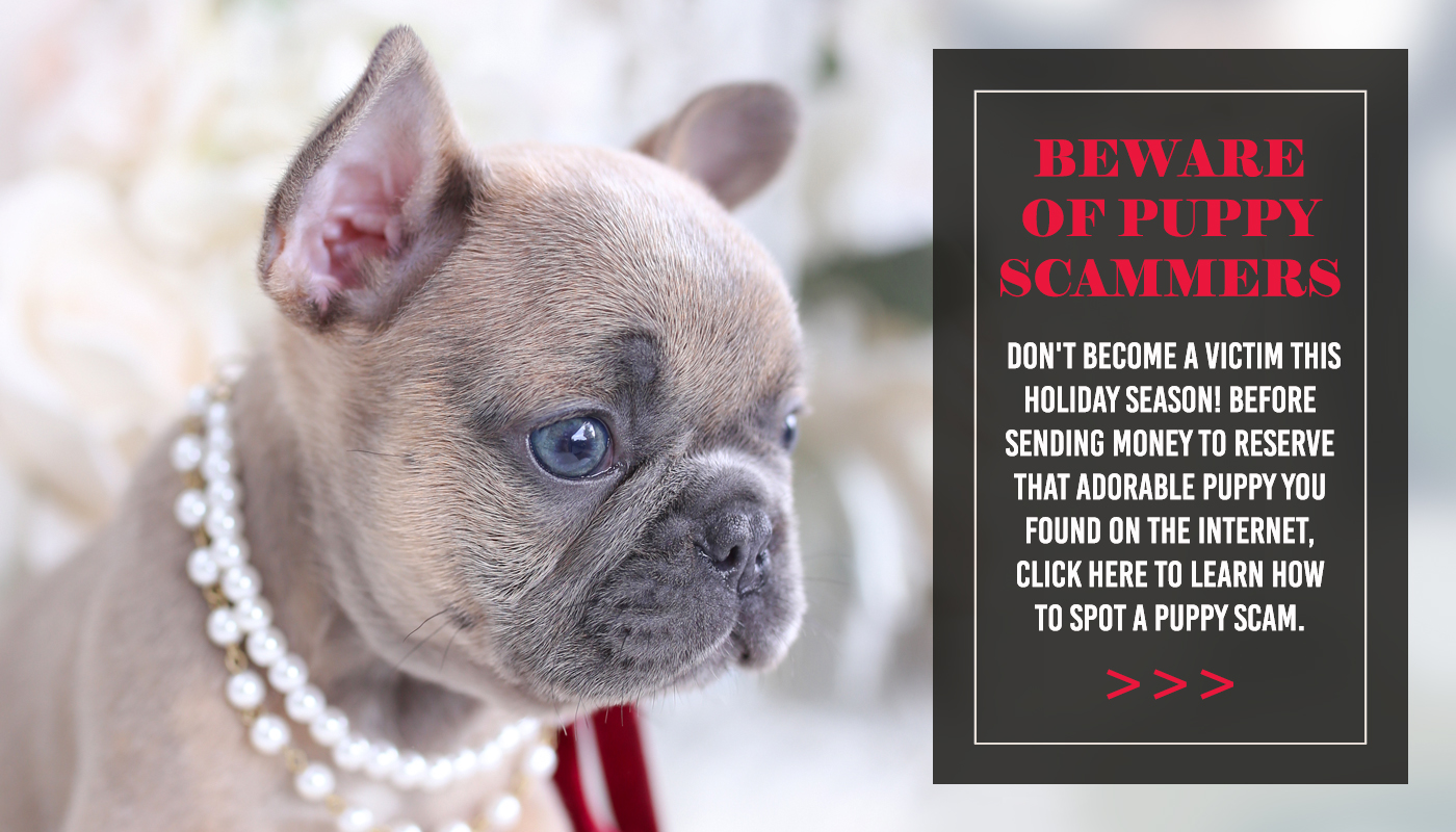 Image with missing alt attribute found on teacupspuppies.com