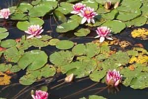 Image with missing alt attribute found on teich-profi.de