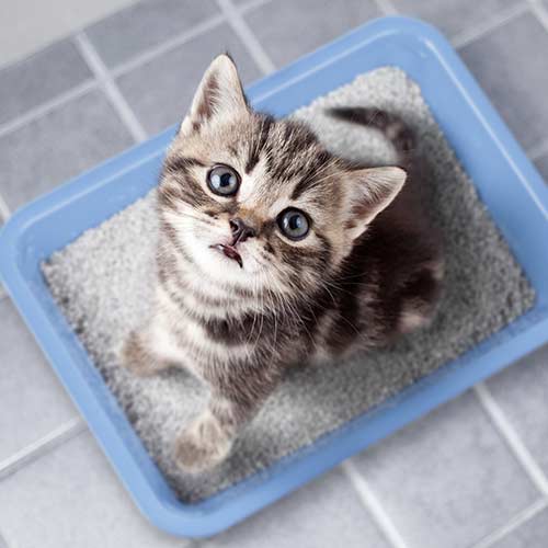 Image with missing alt attribute found on thehappycatsite.com