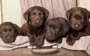 chocolate lab - your perfect companion
