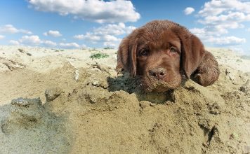 Image with missing alt attribute found on thelabradorsite.com