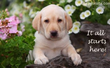 Image with missing alt attribute found on thelabradorsite.com