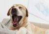 dog yawning
