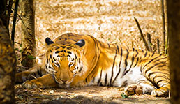 Image with missing alt attribute found on thomascook.in