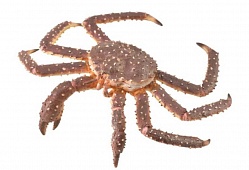 Image with missing alt attribute found on toyway.ru