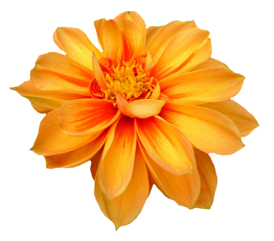 dahlia flower png orange transparent image