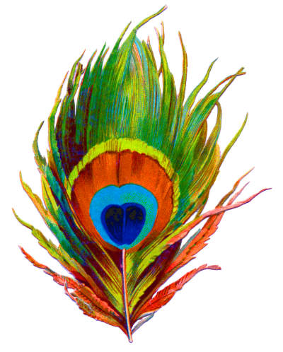 peacock feather png designs