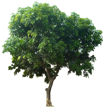 plant tree png