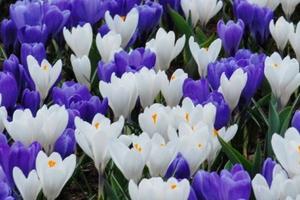 Image with missing alt attribute found on tuinadvies.be