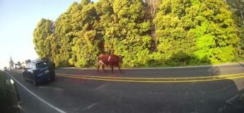 Pays de Galles : une route ferm&eacute;e pendant des heures &agrave; cause&hellip; d&rsquo;une vache