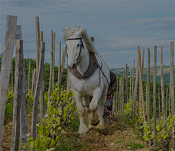 Image with missing alt attribute found on twil.fr