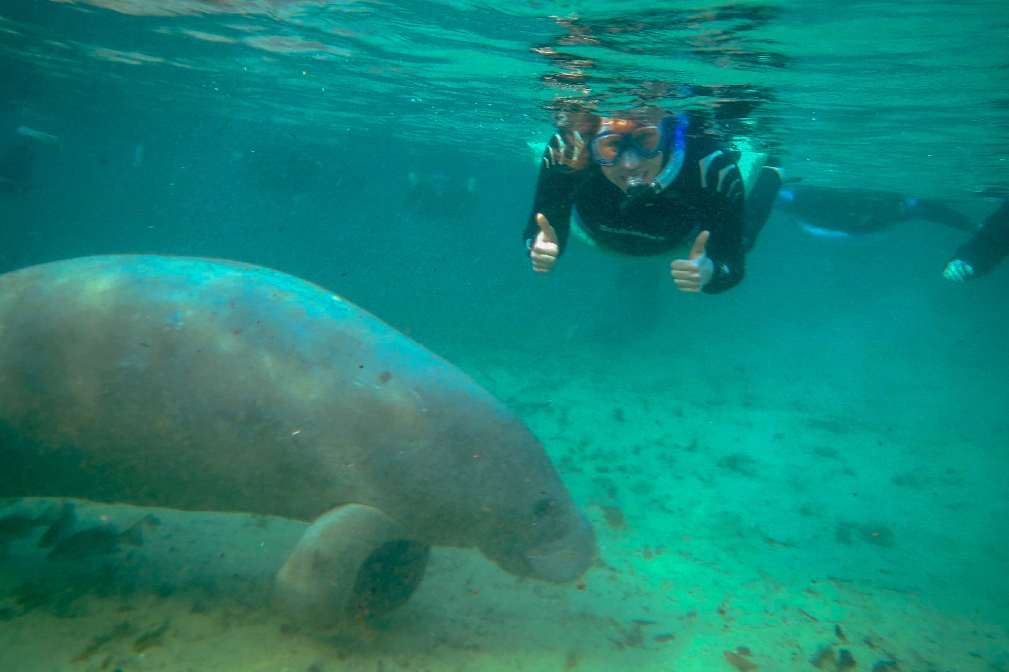 diver viewing a manatee