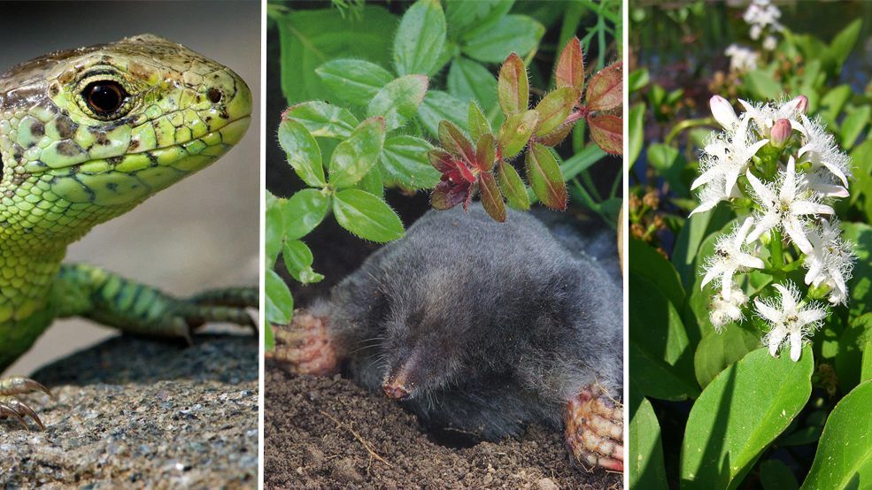 Die Natur des Jahres 2020.