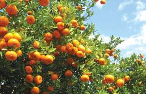 PRODUCTION DES AGRUMES &Agrave; MOSTAGANEM: Un rendement de 250 quintaux &agrave; l&rsquo;hectare