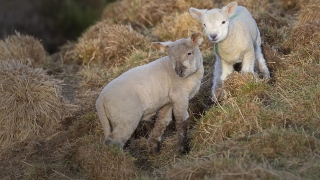 Image with missing alt attribute found on vzsar.ru