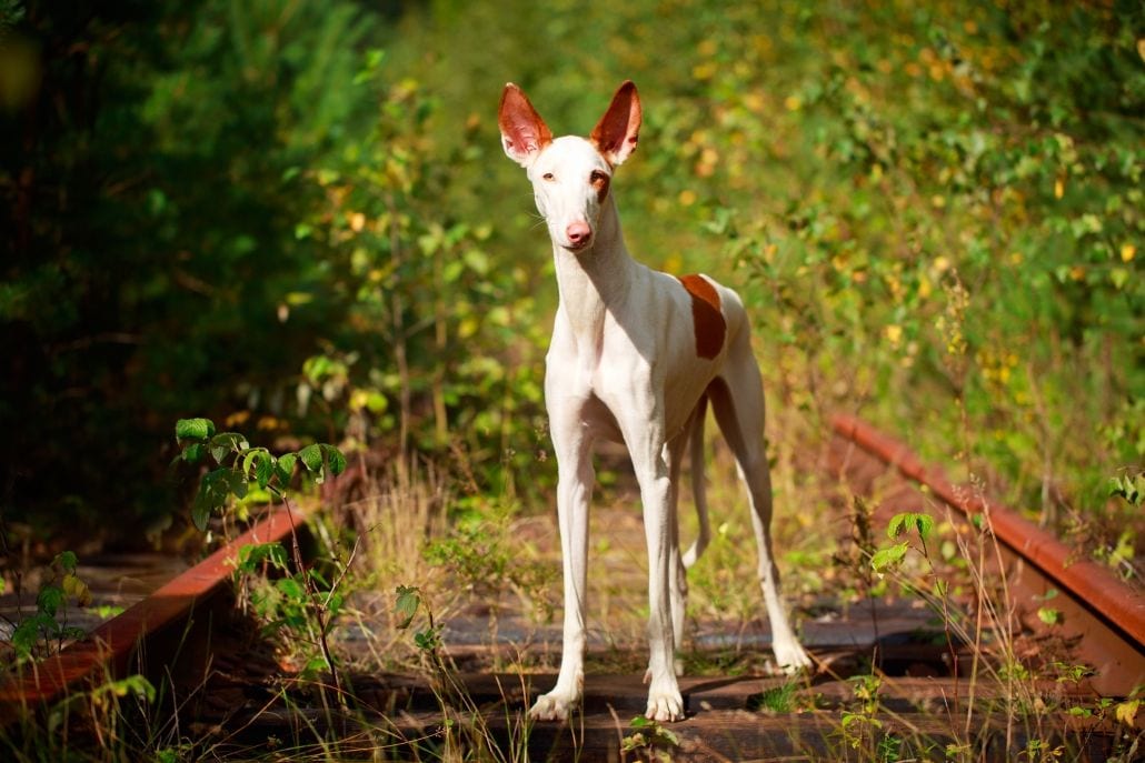 Image with missing alt attribute found on willenskraft.co.at