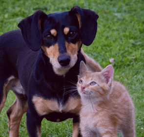 Image with missing alt attribute found on wowapp.com