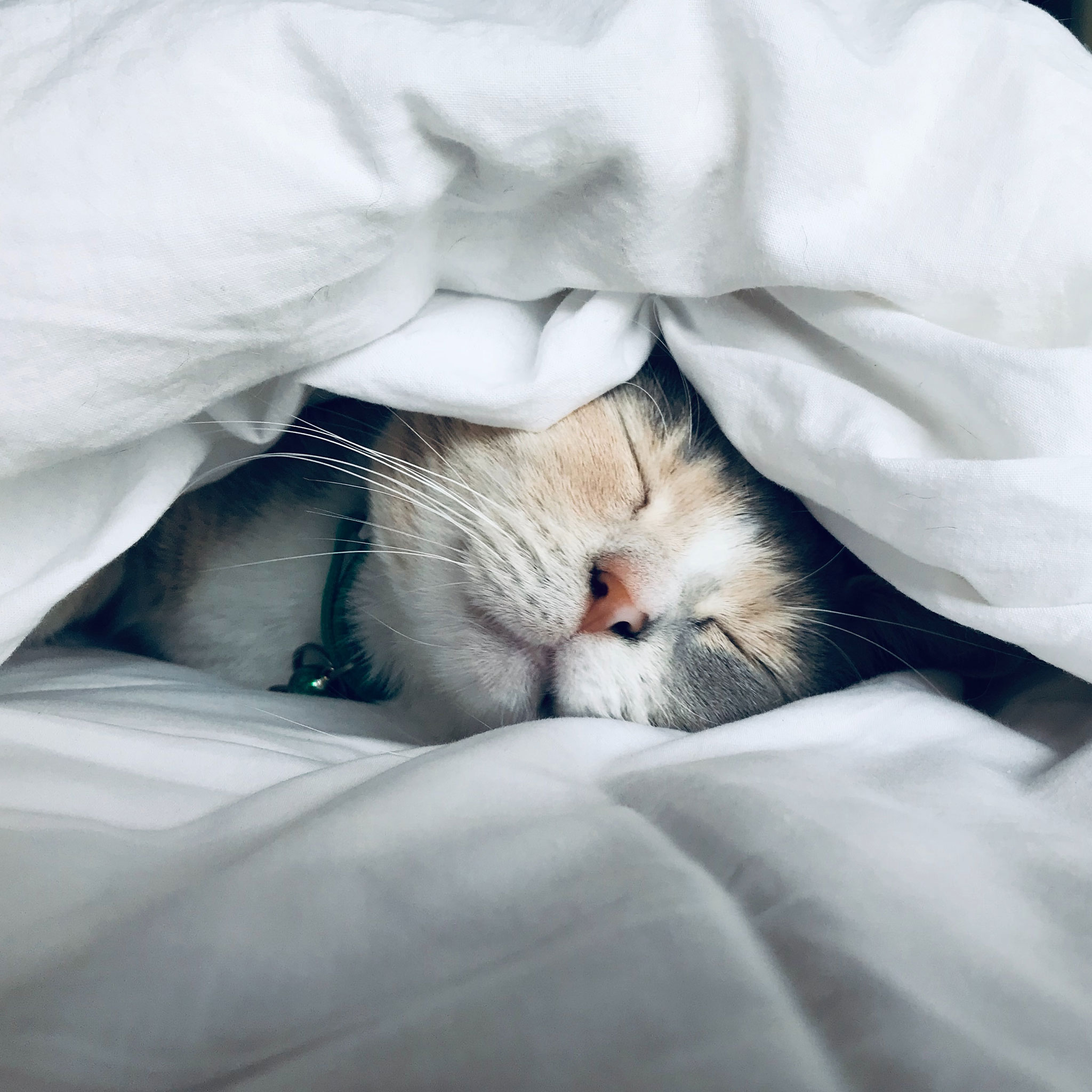 Image with missing alt attribute found on wyday.com