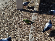 Image with missing alt attribute found on yablor.ru