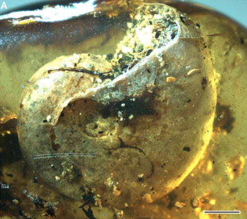 Image with missing alt attribute found on zapatopi.net