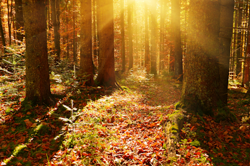 Begagnateffekten höst