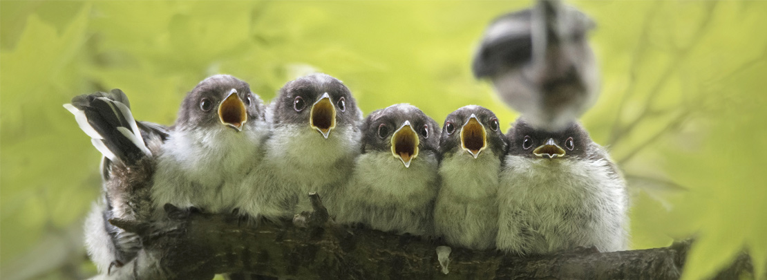 Image with missing alt attribute found on demotivateur.fr