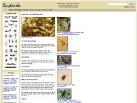Desktop screenshot for bugguide.net