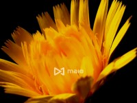 Desktop screenshot for maio.jp