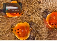 Desktop screenshot for fotolibra.com