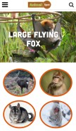How animalspot.net looks like on a mobile device such as an iPhone.