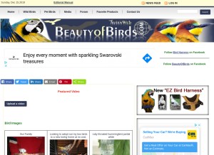 How beautyofbirds.com looks like on a tablet such as an iPad.