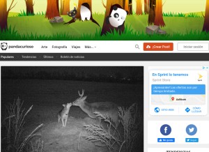 How boredpanda.es looks like on a tablet such as an iPad.