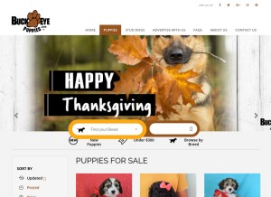 How buckeyepuppies.com looks like on a tablet such as an iPad.