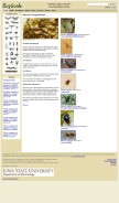 How bugguide.net looks like on a mobile device such as an iPhone.