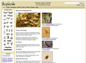 How bugguide.net looks like on a tablet such as an iPad.